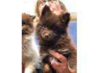 Pomeranian Puppy for sale in Cumberland, KY, USA