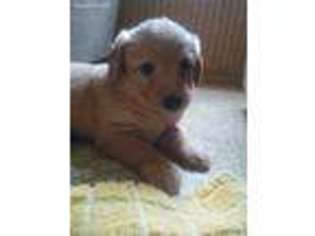 Labradoodle Puppy for sale in East Earl, PA, USA