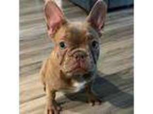French Bulldog Puppy for sale in Pooler, GA, USA