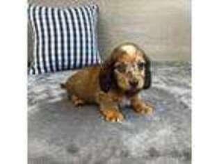 Dachshund Puppy for sale in Lancaster, OH, USA