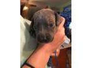 Weimaraner Puppy for sale in Kingsley, PA, USA