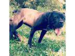 Cane Corso Puppy for sale in LITTLETON, NC, USA