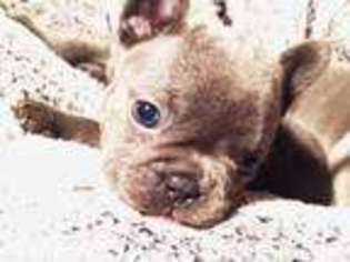 French Bulldog Puppy for sale in Story City, IA, USA