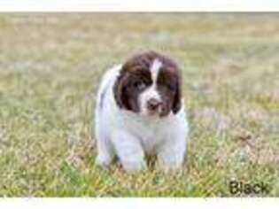 Newfoundland Puppy for sale in Lucas, OH, USA