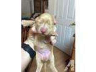 Dachshund Puppy for sale in SULPHUR SPRINGS, TX, USA