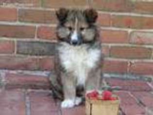 Shetland Sheepdog Puppy for sale in Hagerstown, IN, USA