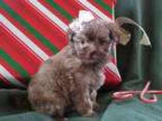 Havanese Puppy for sale in Shelby, OH, USA