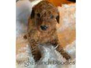 Goldendoodle Puppy for sale in Marionville, MO, USA