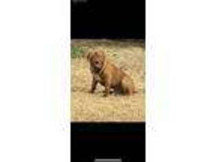 American Bull Dogue De Bordeaux Puppy for sale in Alvin, TX, USA