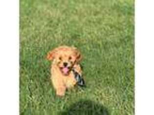 Cavapoo Puppy for sale in Little Elm, TX, USA