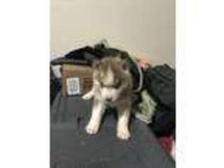 Siberian Husky Puppy for sale in Columbia, SC, USA