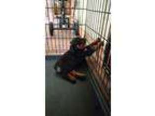 Rottweiler Puppy for sale in Rincon, GA, USA