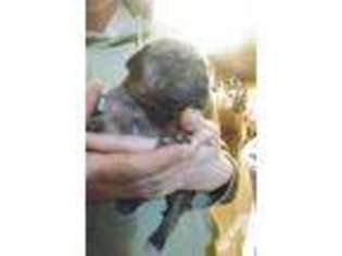 Great Dane Puppy for sale in DILLON, MT, USA
