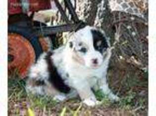 Australian Shepherd Puppy for sale in Lindale, TX, USA