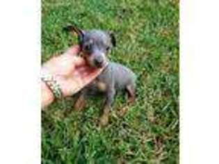 Miniature Pinscher Puppy for sale in Monroe, NC, USA