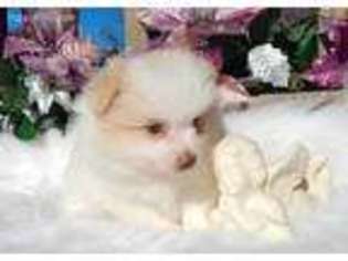 Pomeranian Puppy for sale in Wentzville, MO, USA