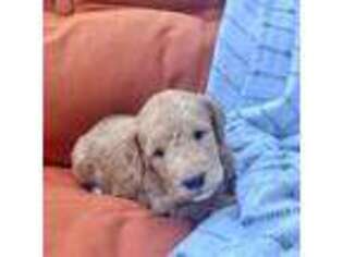 Labradoodle Puppy for sale in Egg Harbor City, NJ, USA