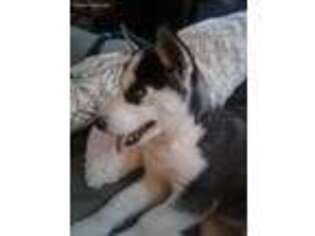 Siberian Husky Puppy for sale in Fox River Grove, IL, USA