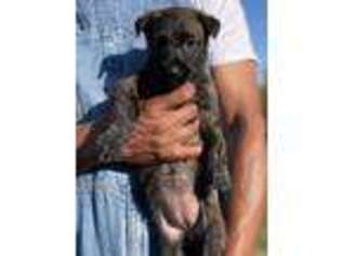 Dutch Shepherd Dog Puppy for sale in Colorado Springs, CO, USA