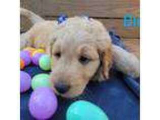 Goldendoodle Puppy for sale in Sorrento, FL, USA