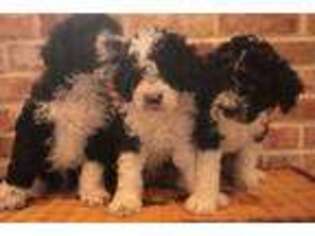 Portuguese Water Dog Puppy for sale in Leesburg, VA, USA