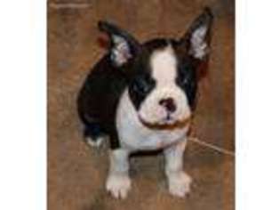 Boston Terrier Puppy for sale in Greenville, TX, USA