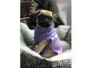 Pug Puppy for sale in Greenville, PA, USA