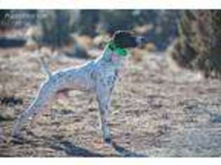 German Shorthaired Pointer Puppy for sale in Powell Butte, OR, USA