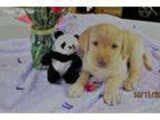 Labrador Retriever Puppy for sale in Tustin, MI, USA
