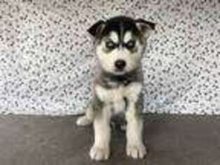 Siberian Husky Puppy for sale in Hale, MO, USA