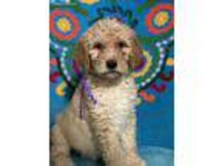 Goldendoodle Puppy for sale in Paige, TX, USA