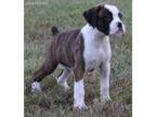 Boxer Puppy for sale in Mountain Home, AR, USA