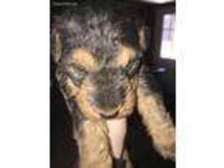 Welsh Terrier Puppy for sale in Monett, MO, USA