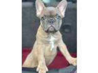 French Bulldog Puppy for sale in Success, MO, USA