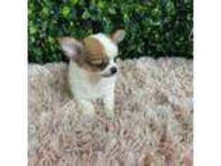Chihuahua Puppy for sale in Lehigh Acres, FL, USA