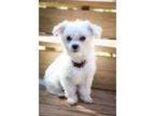 Maltese Puppy for sale in Braselton, GA, USA