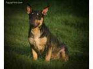 Medium Photo #1 Bull Terrier Puppy For Sale in Linden, MI, USA