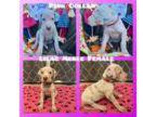 Great Dane Puppy for sale in York, PA, USA