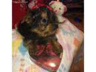 Yorkshire Terrier Puppy for sale in Lansing, IL, USA