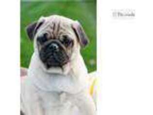 Pug Puppy for sale in South Bend, IN, USA