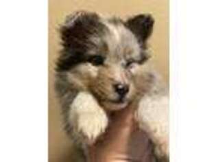 Shetland Sheepdog Puppy for sale in Redkey, IN, USA