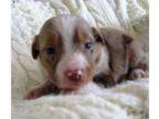 Miniature Australian Shepherd Puppy for sale in Warrensburg, MO, USA