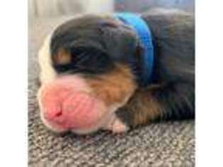 Bernese Mountain Dog Puppy for sale in Detroit Lakes, MN, USA