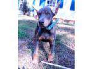 Doberman Pinscher Puppy for sale in Anderson, SC, USA