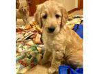 Goldendoodle Puppy for sale in Hartley, IA, USA