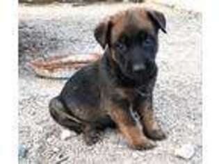 Belgian Malinois Puppy for sale in Tempe, AZ, USA
