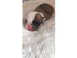 Bulldog Puppy for sale in New Paltz, NY, USA