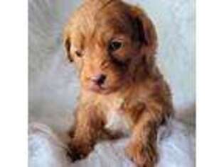 Cavapoo Puppy for sale in Wichita Falls, TX, USA
