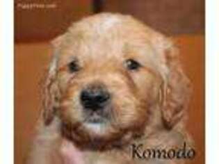 Goldendoodle Puppy for sale in Luxemburg, WI, USA