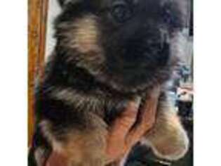 German Shepherd Dog Puppy for sale in Emporia, KS, USA